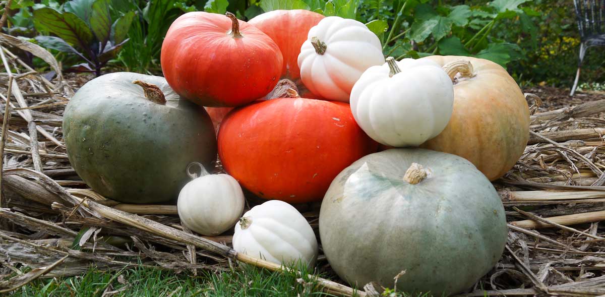 Are Pumpkin Plants Safe For Dogs